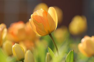 tulip-690320_1280