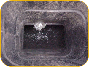 Animal Removal - Chimney Swift